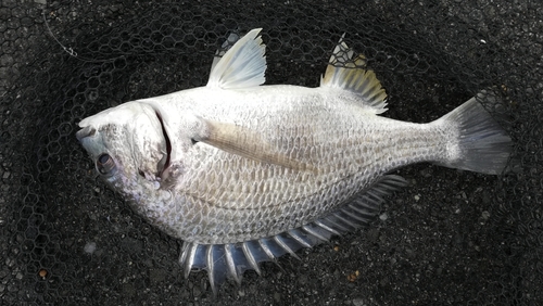 キビレの釣果