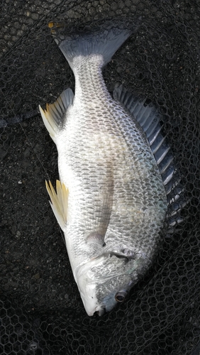 キビレの釣果