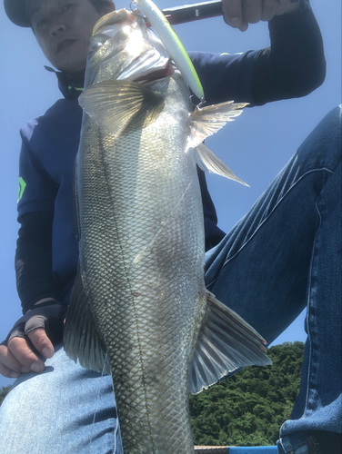 セイゴ（タイリクスズキ）の釣果