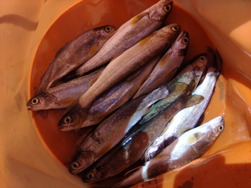 アメマスの釣果