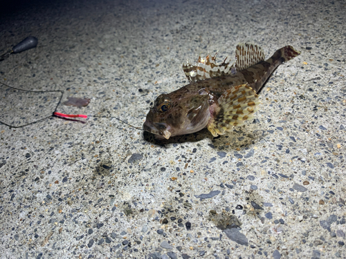 アナハゼの釣果