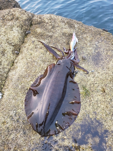 アオリイカの釣果