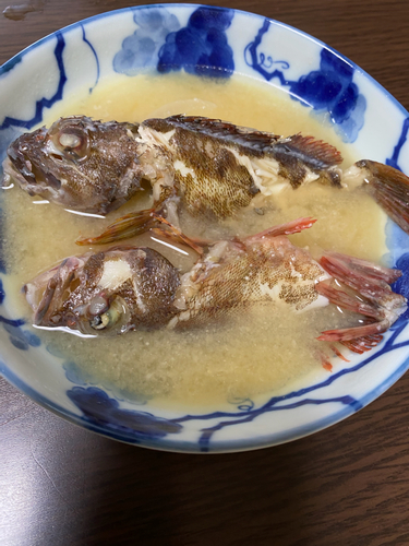 アラカブの釣果