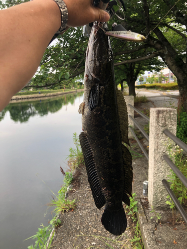 ライギョの釣果