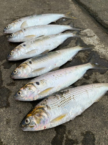 コノシロの釣果