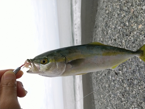 ワカシの釣果