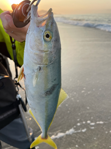 ワカシの釣果