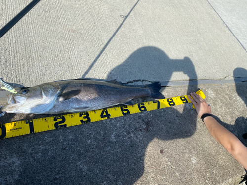 シーバスの釣果