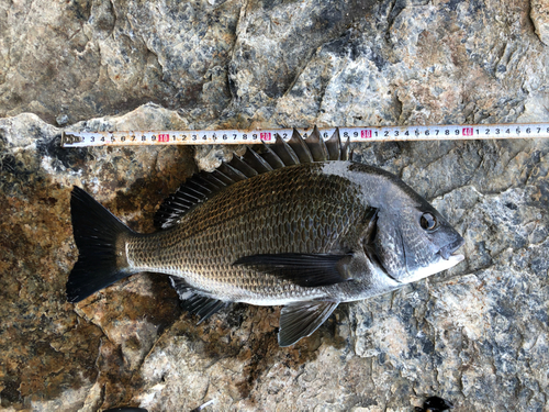 チヌの釣果