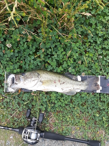 ブラックバスの釣果