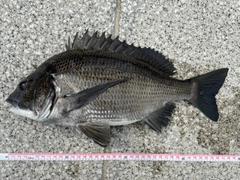 クロダイの釣果