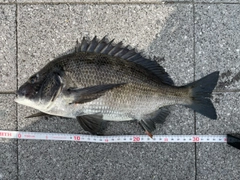 クロダイの釣果