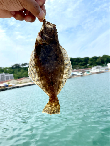 ソゲの釣果