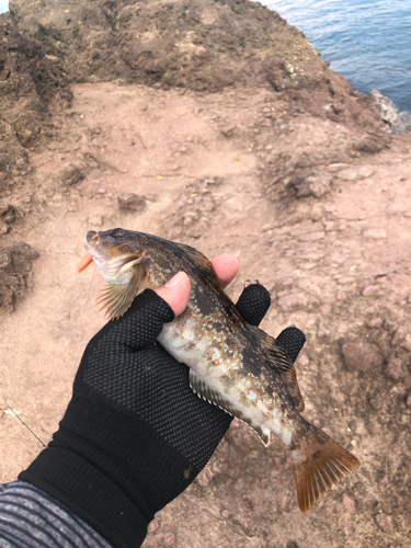 アイナメの釣果