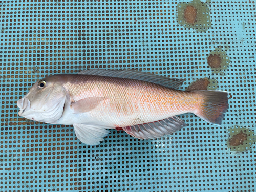 シロアマダイの釣果