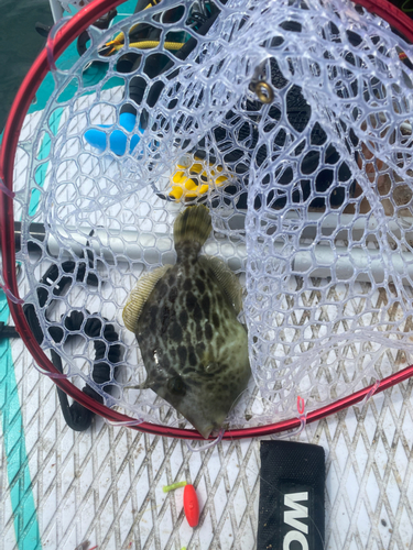 カワハギの釣果