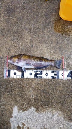 アイナメの釣果