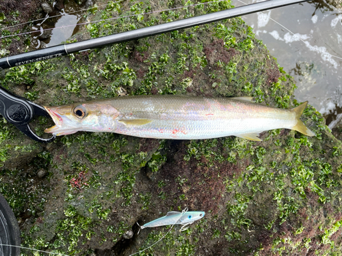 カマスの釣果