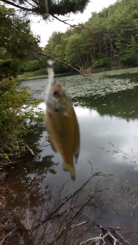 ブルーギルの釣果