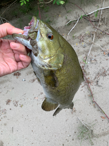 スモールマウスバスの釣果