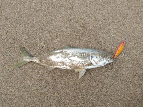 ツバスの釣果