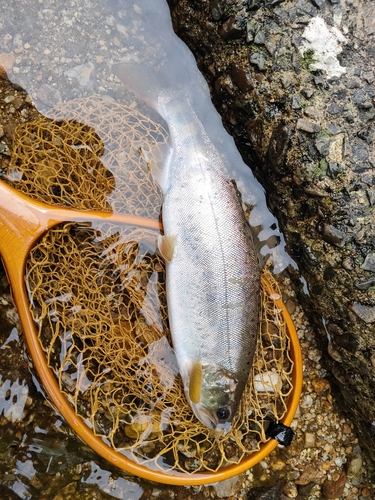 アマゴの釣果