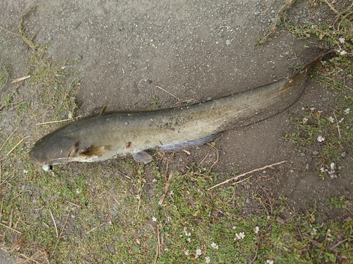 ナマズの釣果