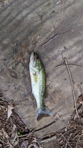 ラージマウスバスの釣果