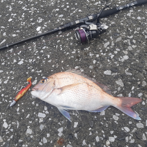 マダイの釣果