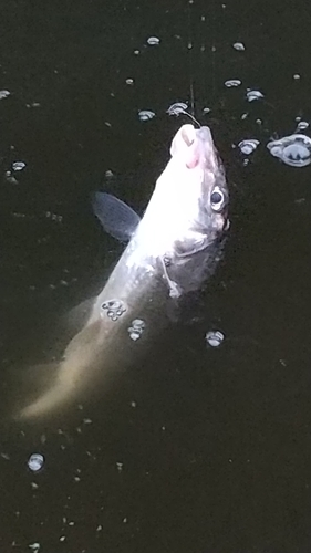 ニゴイの釣果