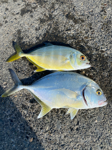 メッキの釣果