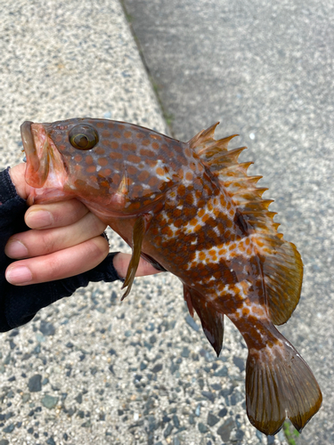 キジハタの釣果