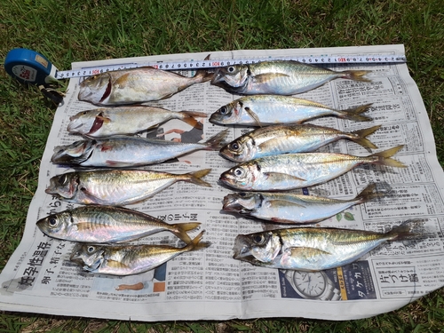 アジの釣果