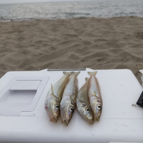 シロギスの釣果