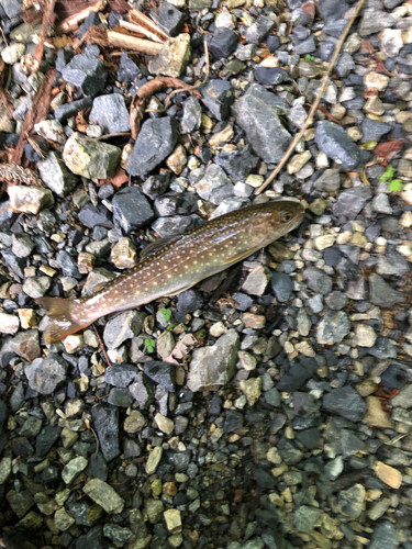 イワナの釣果