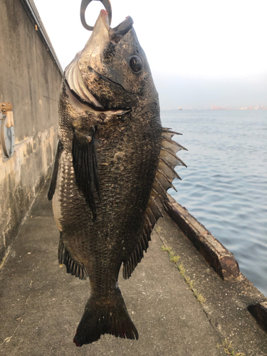 チヌの釣果