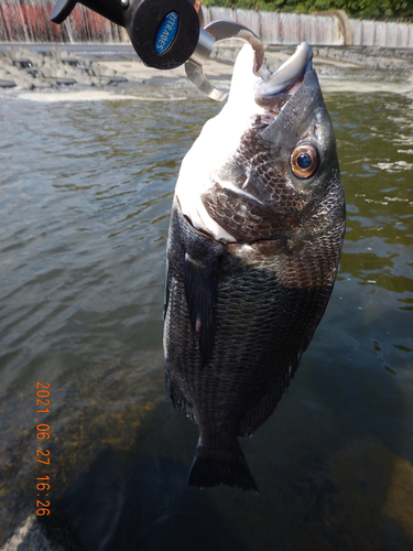 チヌの釣果