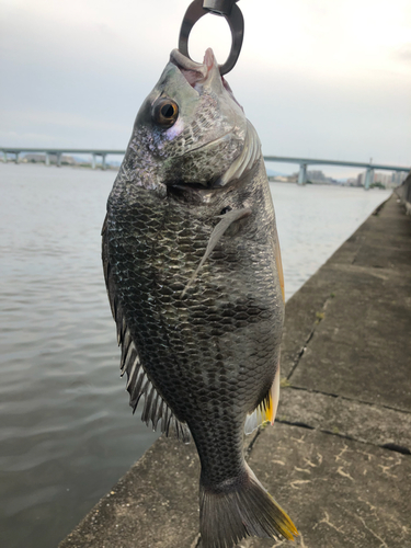 キビレの釣果