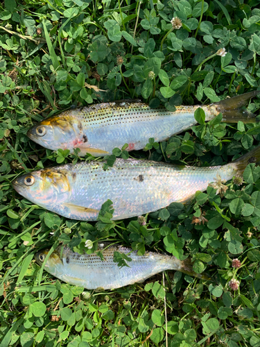 カタクチイワシの釣果