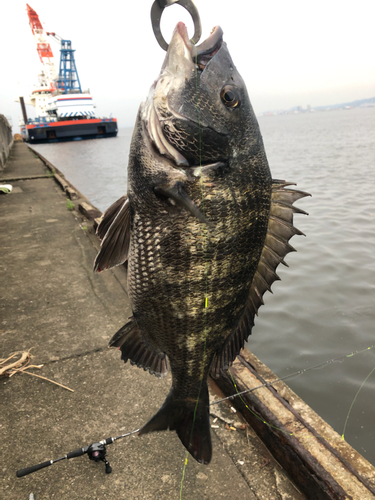 チヌの釣果