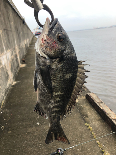 チヌの釣果