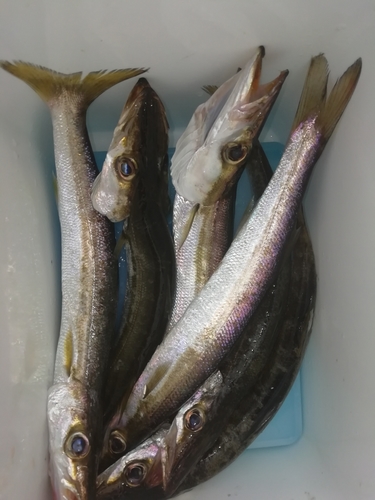 カマスの釣果