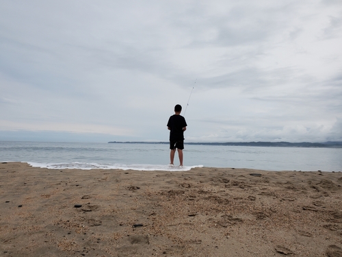 ヒラツメガニの釣果