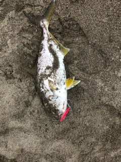 カンパチの釣果