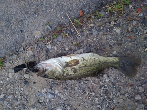 ブラックバスの釣果