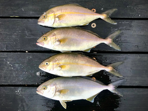 ショゴの釣果