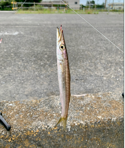 カマスの釣果