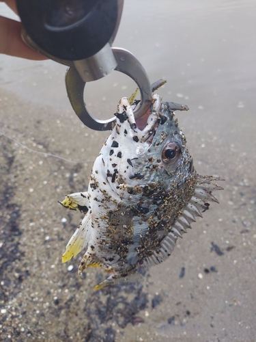 キビレの釣果