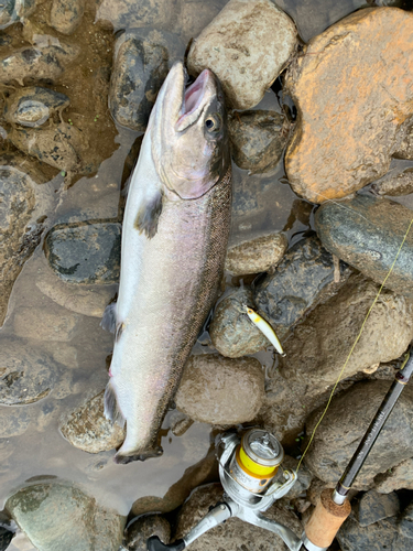 ヤマメの釣果