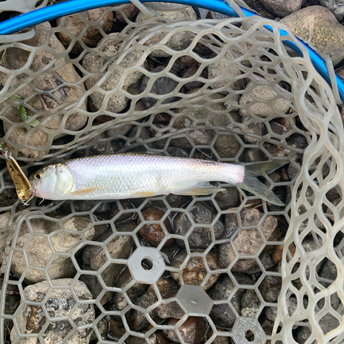 ハスの釣果